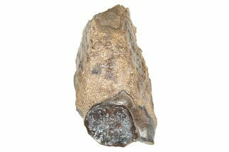 Fossil Triceratops Shed Tooth - Wyoming #376859