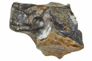 Fossil Triceratops Shed Tooth - Montana #376870