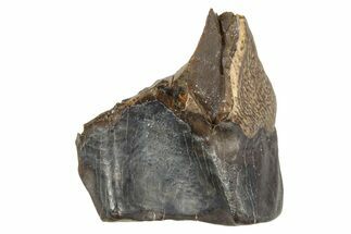 Fossil Triceratops Shed Tooth - Montana #376871
