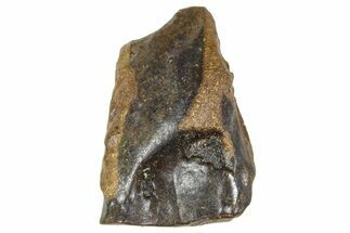 Fossil Triceratops Shed Tooth - Wyoming #376888