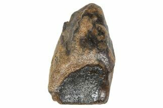 Fossil Triceratops Shed Tooth - Wyoming #376890