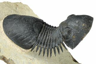 Flying Paralejurus Trilobite With Exposed Hypostome #376898