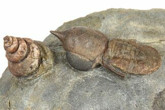 Rare, Pelagic Trilobite (Cyclopyge) With Snail - Huge Eyes #376899