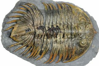 Rare Treveropyge Trilobite - Issoumour, Morocco #376905
