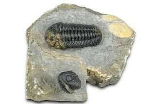 Two Morocops Trilobite Fossils - One Enrolled, One Prone #376926