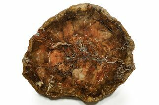 Polished Petrified Wood (Araucaria) Round - Madagascar #376811