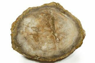 Polished Petrified Wood (Araucaria) Round - Madagascar #376825