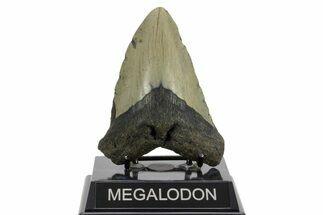 Fossil Megalodon Tooth - North Carolina #376925