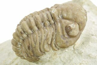 Enrolled Kainops Trilobite - Black Cat Mountain, Oklahoma #376947