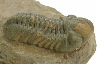 Prone Reedops Trilobite - Atchana, Morocco #376973