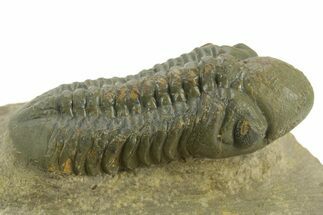 Prone Reedops Trilobite - Atchana, Morocco #376975
