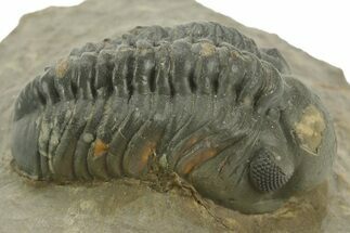 Detailed Reedops Trilobite - Atchana, Morocco #376978