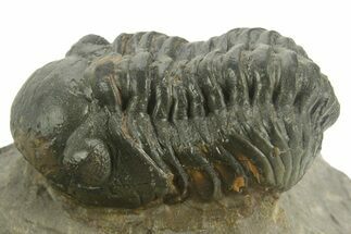 Detailed Reedops Trilobite - Atchana, Morocco #376981