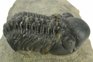 Detailed Reedops Trilobite - Atchana, Morocco #376983