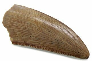 Serrated Raptor Tooth - Real Dinosaur Tooth #376390