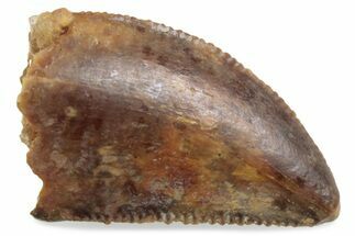 Serrated Raptor Tooth - Real Dinosaur Tooth #376411