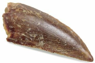 Serrated Raptor Tooth - Real Dinosaur Tooth #376434