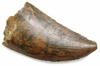 Serrated Raptor Tooth - Real Dinosaur Tooth #376445