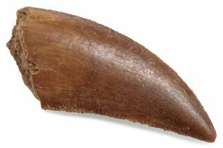 Serrated Raptor Tooth - Real Dinosaur Tooth #376453