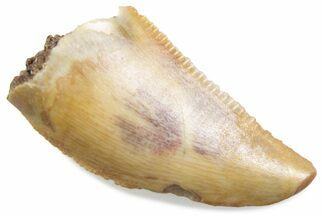 Serrated Raptor Tooth - Real Dinosaur Tooth #376456