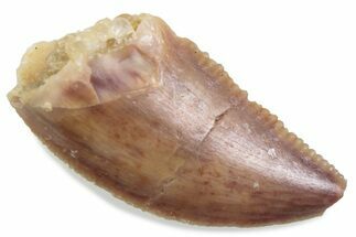 Serrated Raptor Tooth - Real Dinosaur Tooth #376480