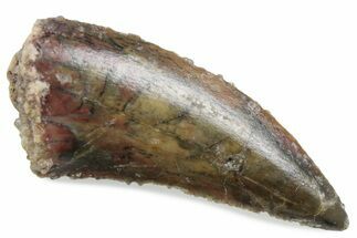 Serrated Raptor Tooth - Real Dinosaur Tooth #376497