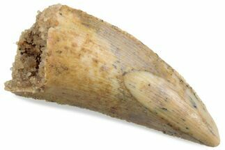 Serrated Raptor Tooth - Real Dinosaur Tooth #376506