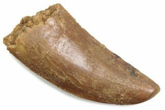 Raptor Tooth - Feeding Worn Tip #376526