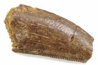 Bargain Raptor Tooth - Real Dinosaur Tooth #376525