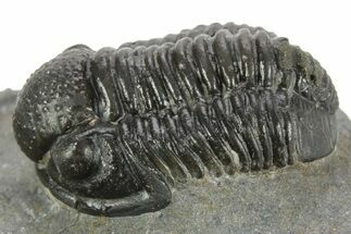 Detailed Gerastos Trilobite Fossil - Morocco #377248