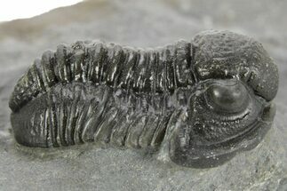 Detailed Gerastos Trilobite Fossil - Morocco #377256