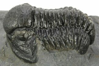 Detailed Gerastos Trilobite Fossil - Morocco #377259