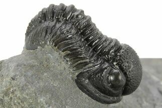 Curled Proetid (Gerastos) Trilobite Fossil - Morocco #377264