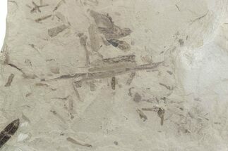 Crane Fly (Tipulidae) Mortality Plate - Green River Formation #377057