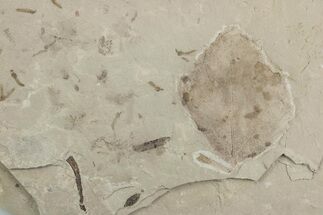 Fossil Distylium Leaf with Crane Flies - Utah #377079