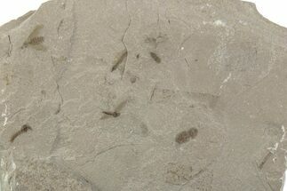 Fossil Insect (Crane Fly, Beetle & Fly) Plate - Utah #377090