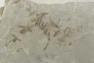 Fossil Insect (Crane Flies, Crickets, & Beetle) Plate - Utah #377101