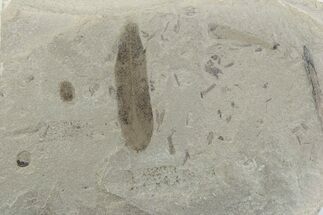 Fossil Mimosite Leaf with Beetle - Green River Formation #377137