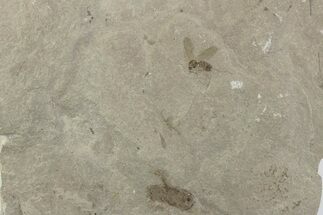 Eocene Fossil Cricket and Crane Fly - Green River Formation #377138