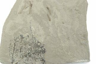 Fossil Distylium Leaf with Crane Flies - Utah #377157