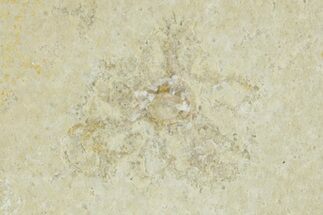 Floating Crinoid (Saccocoma) Fossil - Solnhofen Limestone #377270