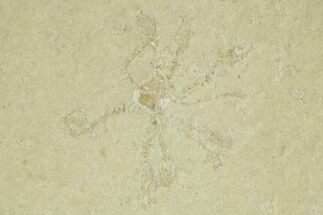 Floating Crinoid (Saccocoma) Fossil - Solnhofen Limestone #377274