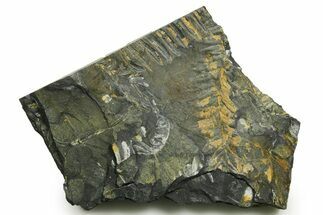 Fossil Seed Fern (Alethopteris) Plate - Pennsylvania #377519