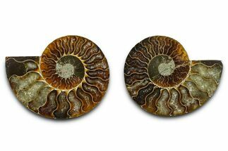 Cut & Polished Ammonite Fossil - Madagascar #377546