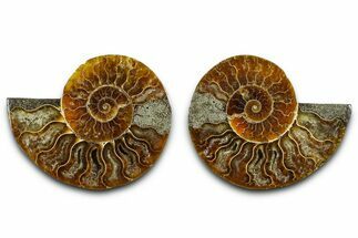 Cut & Polished Ammonite Fossil - Madagascar #377547