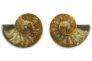 Cut & Polished Ammonite Fossil - Madagascar #377549