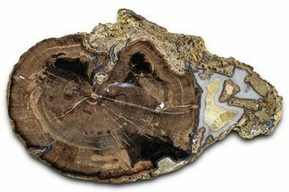 Petrified Wood (Schinoxylon) Round - Blue Forest, Wyoming #377559