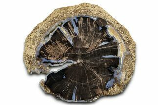 Petrified Wood (Schinoxylon) Round - Blue Forest, Wyoming #377570
