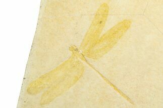 Detailed Fossil Dragonfly - Solnhofen #377595