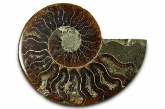 Cut & Polished Ammonite Fossil (Half) - Madagascar #377604